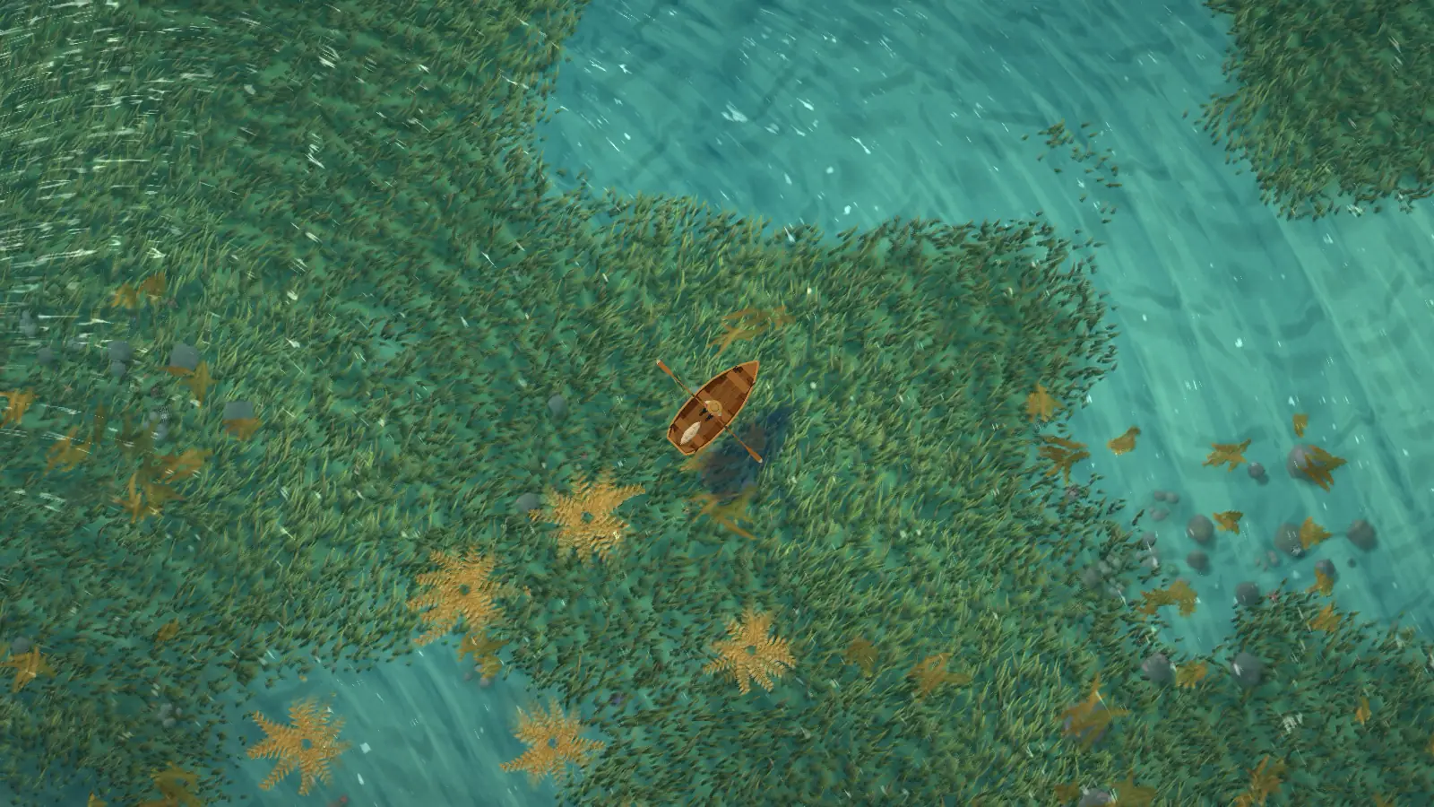 A seagrass meadow seen from above, thousands of blades combed by the current, the rowing boat in the middle.