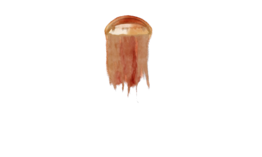 Watercolour plate of a lion’s mane jellyfish.