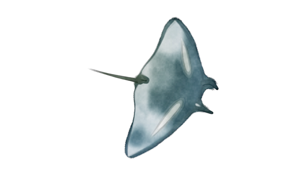Watercolour plate of a manta ray.