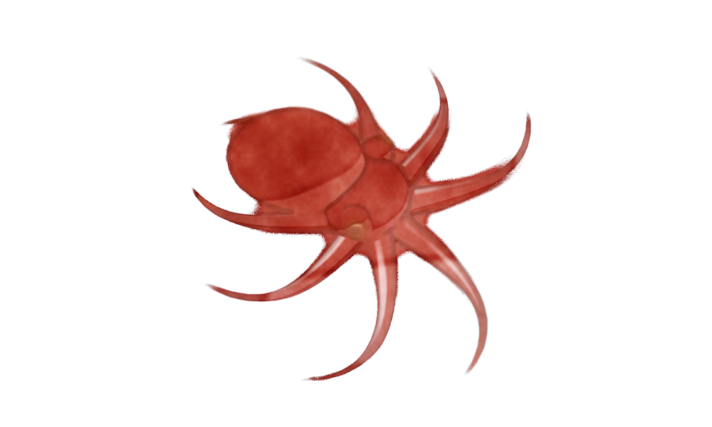Watercolour plate of a red octopus.